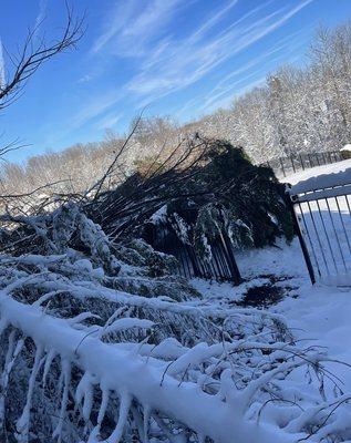 Storm Damage Tree Removal