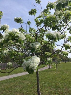 Pretty trees