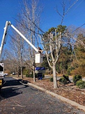 Toler's Tree & Lawn Service