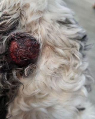 Tumor on Romeo's head.