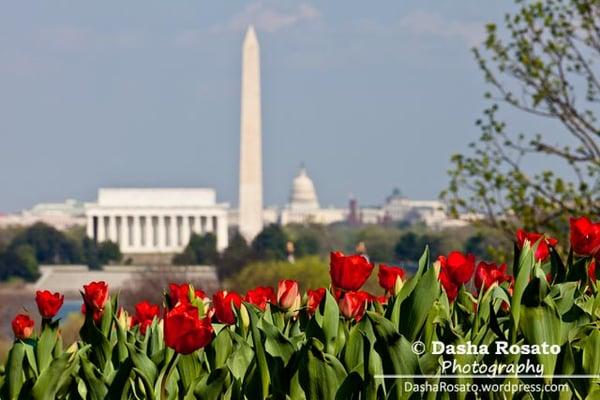 Washington DC Skyline