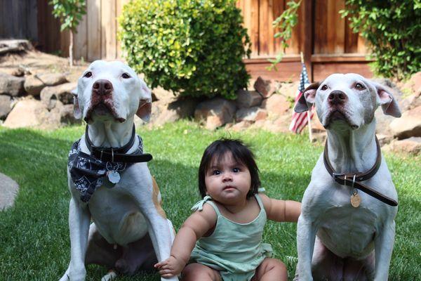 This little cutie pie and her grandmas doggies