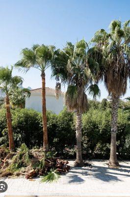 Mexican fan palm trimming and skinning