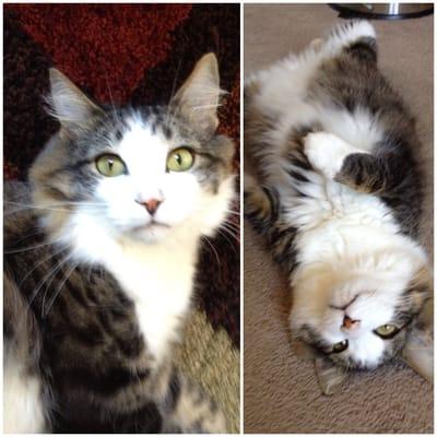 Pictures David sent us of our kitty, Lambert, while he was pet sitting! Was so fun receiving these while we were away!