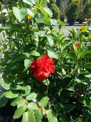 Large hibiscus flowers to choose from.