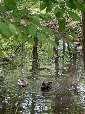 Ducks cooling off in the stream