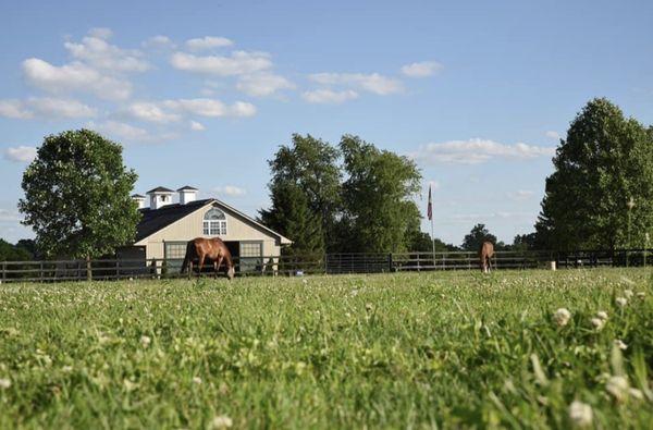 Pasture turnout