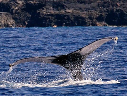 Whale Watching Boat Tours in Hawaii