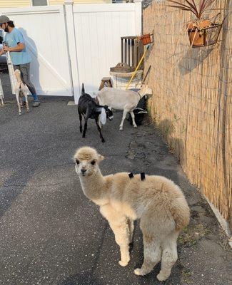 Goat yoga, Karen with her babies! Goats loved the fence lol