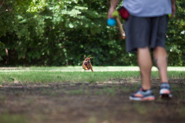 Our dog Bambi is faster than you could imagine. She loves to run off-leash for toys.