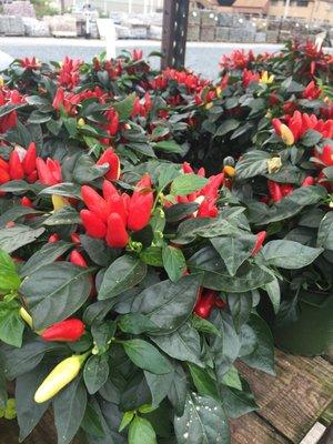 Ornamental peppers.  So fascinating.