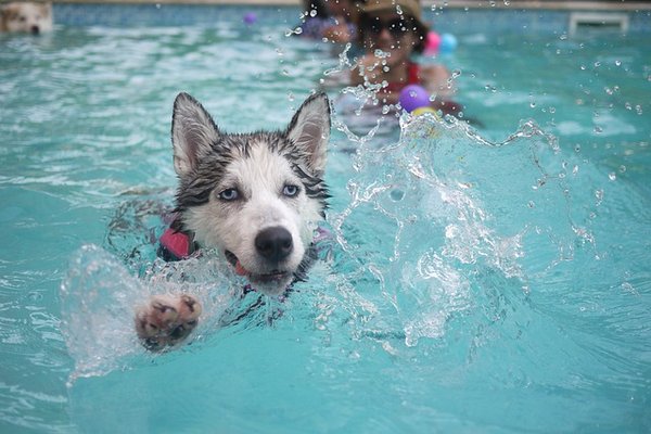 Pool for the whole family