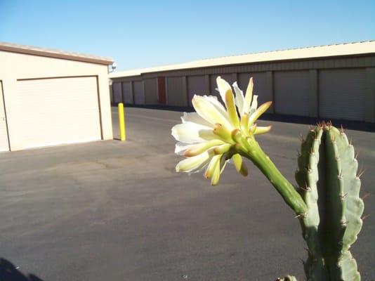 Cactus flower