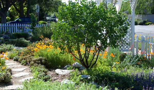 Doctor Hurd manzanita in a San Jose garden.