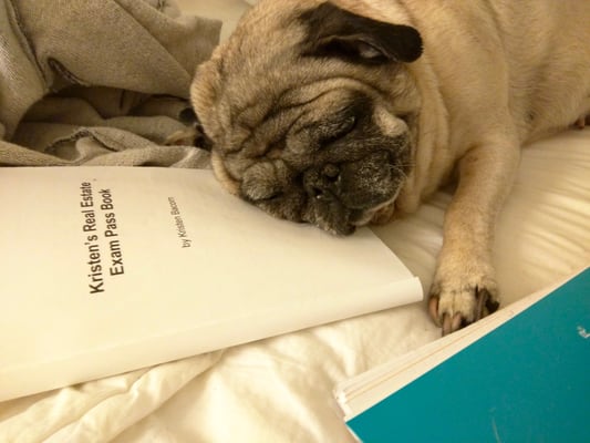 Junebug stealing my Kristen Bacorn book.