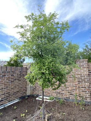 Cedar elm planted last summer.