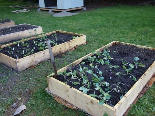 Communal garden plots at the community garden