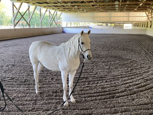 Topline Equestrian Centre