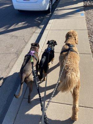 Walking my pup with two regulars