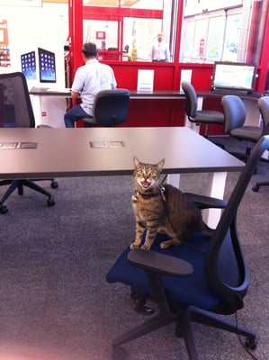 Don Juan, at Staples, waiting as I make photo copies of medical records of various other cats.