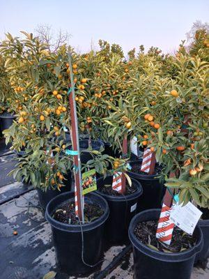 Kumquat in 15 gallon $120