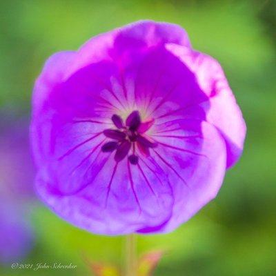 Flower in the Sunken Garden.