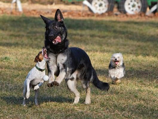 WolfBrook Dog Club and Park