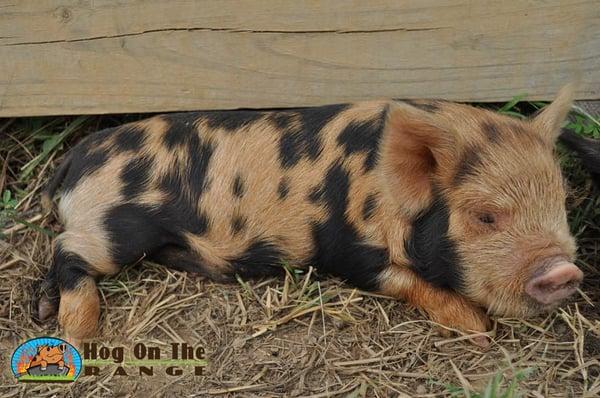 Mahia love Rona kunekune