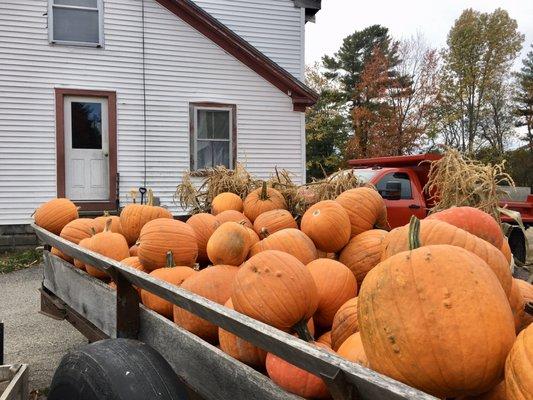 Beautiful pumpkins for the choosing.