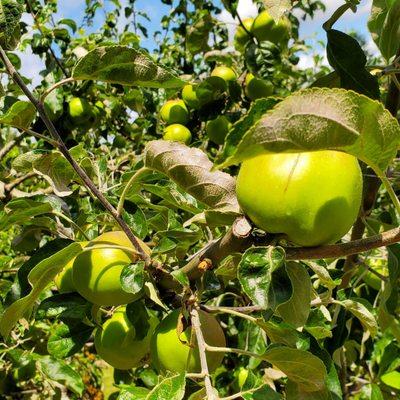 Some apples in the park... not ripe yet!