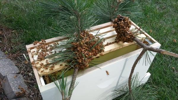 bee cluster relocation