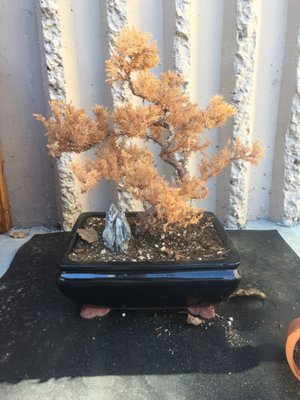 A DEAD BONSAI FROM BONSAI OF NAPA VALLEY