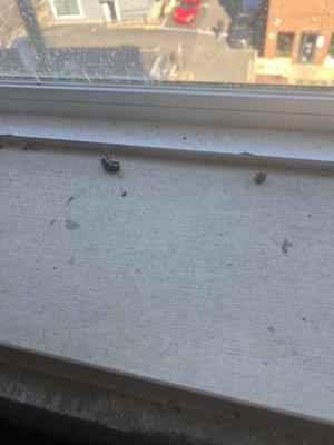 Roaches and beetles in all their common area windows