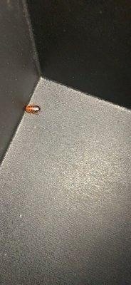 A bug in a couch storage space