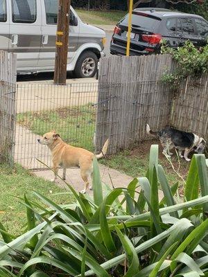 Dogs in yard.