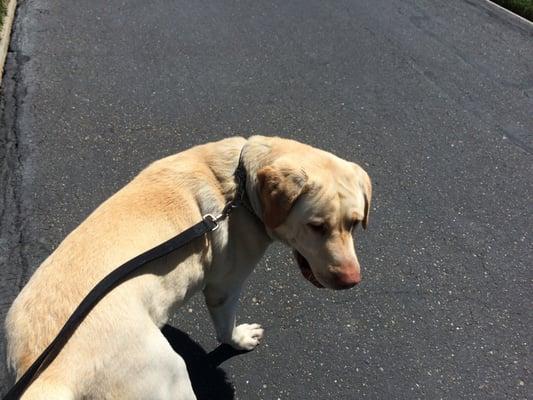 Out for a mid-day walk with Sarge.