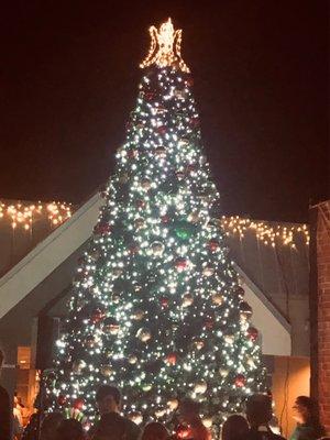 Tree lighting in the Cape.