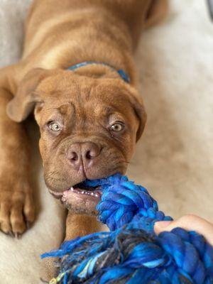 Roscoe love tug-o-war