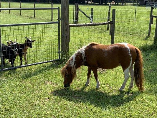 Candy Cane enjoying the day!