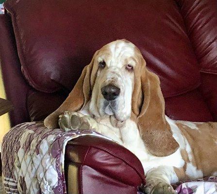 Freddy the Basset Hound