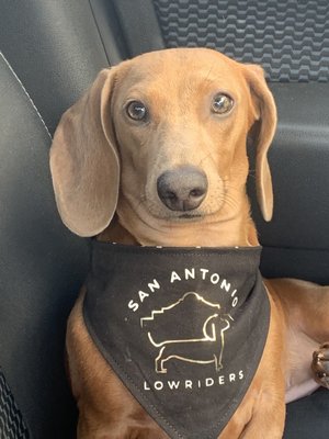 Vienna Wearing her new bandanna