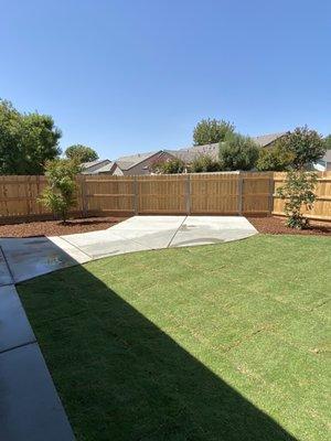 Japanese Maple & Crape Myrtle