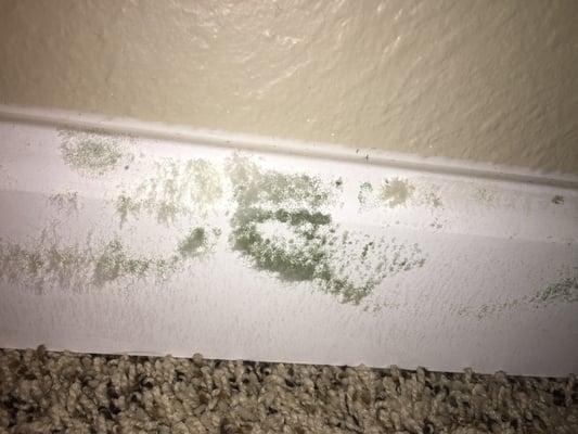 The mold that keeps coming back into our apartment and causing my family health problems.