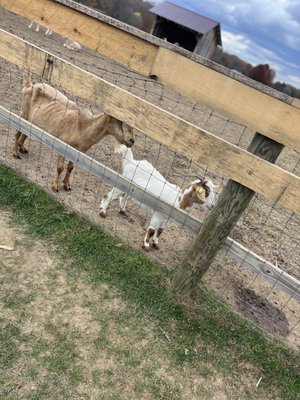 Goats!