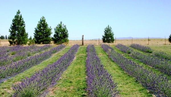 Garden Gate Lavender Farms