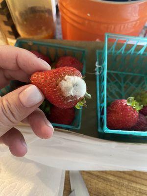 Yuck - expensive moldy strawberry !