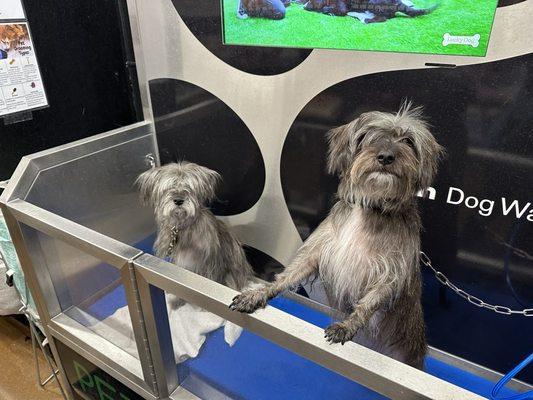 Bath station can secure two dogs at a time