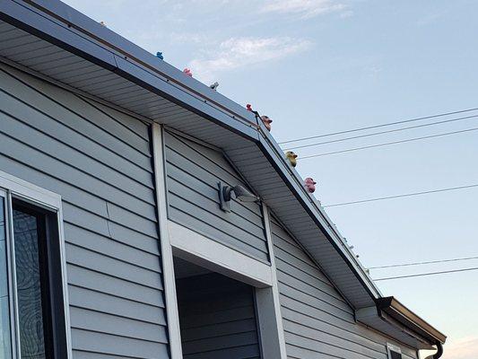 Ducks on the roof