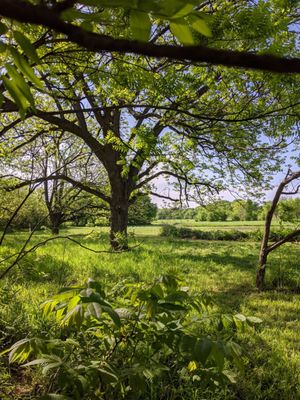 Big trees