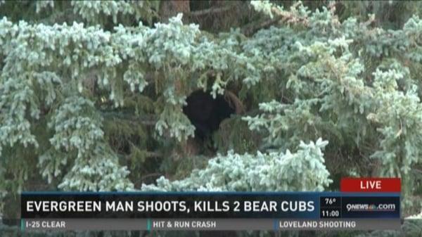 Man shoots bear cubs and it makes his day. Disgusting!